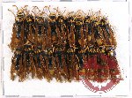 Scientific lot no. 252 Hymenoptera (20 pcs)