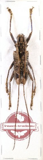 Potemnemus sp. 3
