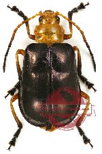 Chrysomelidae sp. 10