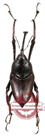 Curculionidae sp. 97