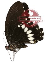 Papilio alphenor ssp. polycritus