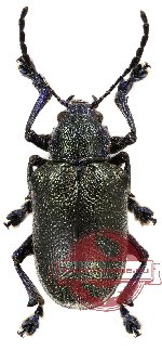 Chrysomelidae sp. 26