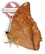 Charaxes harmodius lalangius (g A2)