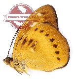 Lexias aeropus eporidorix (A-)