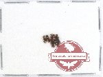 Scientific lot no. 101 Erotylidae (4 pcs)