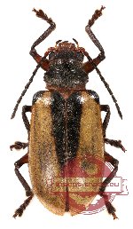 Chrysomelidae sp. 30