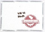 Scientific lot no. 97 Erotylidae (10 pcs)