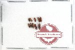 Scientific lot no. 77 Scolytidae (10 pcs)