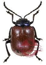 Chrysomelidae sp. 31