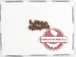 Scientific lot no. 241 Tenebrionidae (15 pcs)