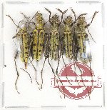 Scientific lot no. 132 Cerambycidae (5 pcs A-/A2)