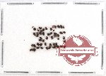 Scientific lot no. 228A Chrysomelidae (50 pcs)