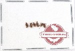 Scydmenidae Scientific lot no. 6 (6 pcs)