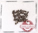 Scirtidae Scientific lot no. 4 (66 pcs)