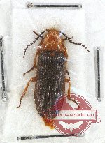 Cebrionidae sp. 4