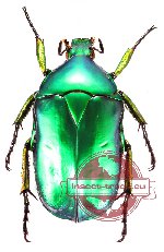 Rhomborhina bossioni