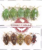 Scientific lot no. 713 Heteroptera (10 pcs)