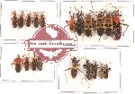 Scientific lot no. 754 Heteroptera (20 pcs A, A-, A2)