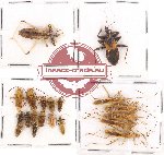 Scientific lot no. 729 Heteroptera (20 pcs)