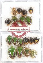 Scientific lot no. 712 Heteroptera (18 pcs)
