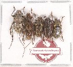 Scientific lot no. 159 Cerambycidae (5 pcs A-/A2)