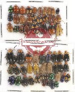 Scientific lot no. 284 Chrysomelidae (62 pcs)