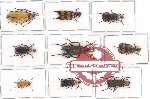 Scientific lot no. 35 Meloidae (9 pcs - 2 pcs A2)