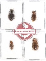 Scientific lot no. 84 Cleridae (4 pcs - 1 pc A2)