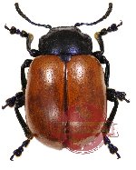 Humba cyanicollis (Hope, 1831)