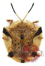 Laccoptera fruhstorferi