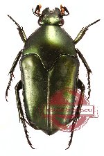 Lomaptera kaestneri – green form