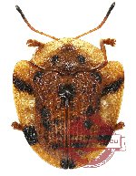 Laccoptera nepalensis