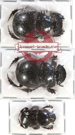 Scientific lot no. 498 Coprophaga (3 pcs)