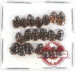 Scientific lot no. 496 Coprophaga (20 pcs)