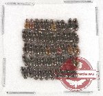 Scientific lot no. 480 Coprophaga (50 pcs)