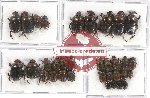 Scientific lot no. 493 Coprophaga (33 pcs A, A-, A2)