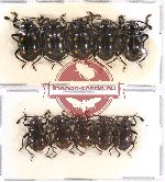 Scientific lot no. 51 Endomychidae (10 pcs)