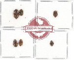 Scientific lot no. 106 Nitidulidae (6 pcs)