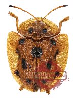 Laccoptera tredecimpunctata