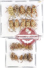 Scientific lot no. 52 Hopliinae (21 pcs)