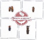 Scientific lot no. 82 Cleridae (5 pcs - 3 pcs A2)