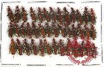 Scientific lot no. 388 Carabidae (40 pcs)