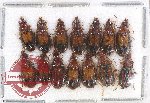 Scientific lot no. 393 Carabidae (14 pcs)