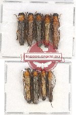 Scientific lot no. 127 Cerambycidae (9 pcs A-, A2)