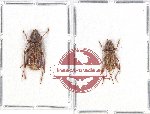 Scientific lot no. 207 Cerambycidae (2 pcs A2)