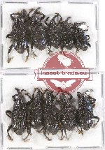 Scientific lot no. 436 Curculionidae (10 pcs)