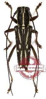 Glenea dejeani rubidofemoralis
