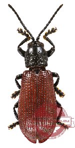 Lasiochila excavata Baly, 1858