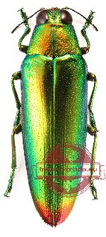 Chrysochroa fulminans ssp.