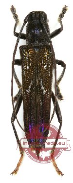 Glenea iridescens (A2)